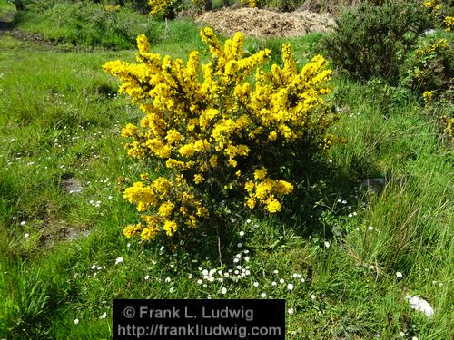 Spring in Glenfarne